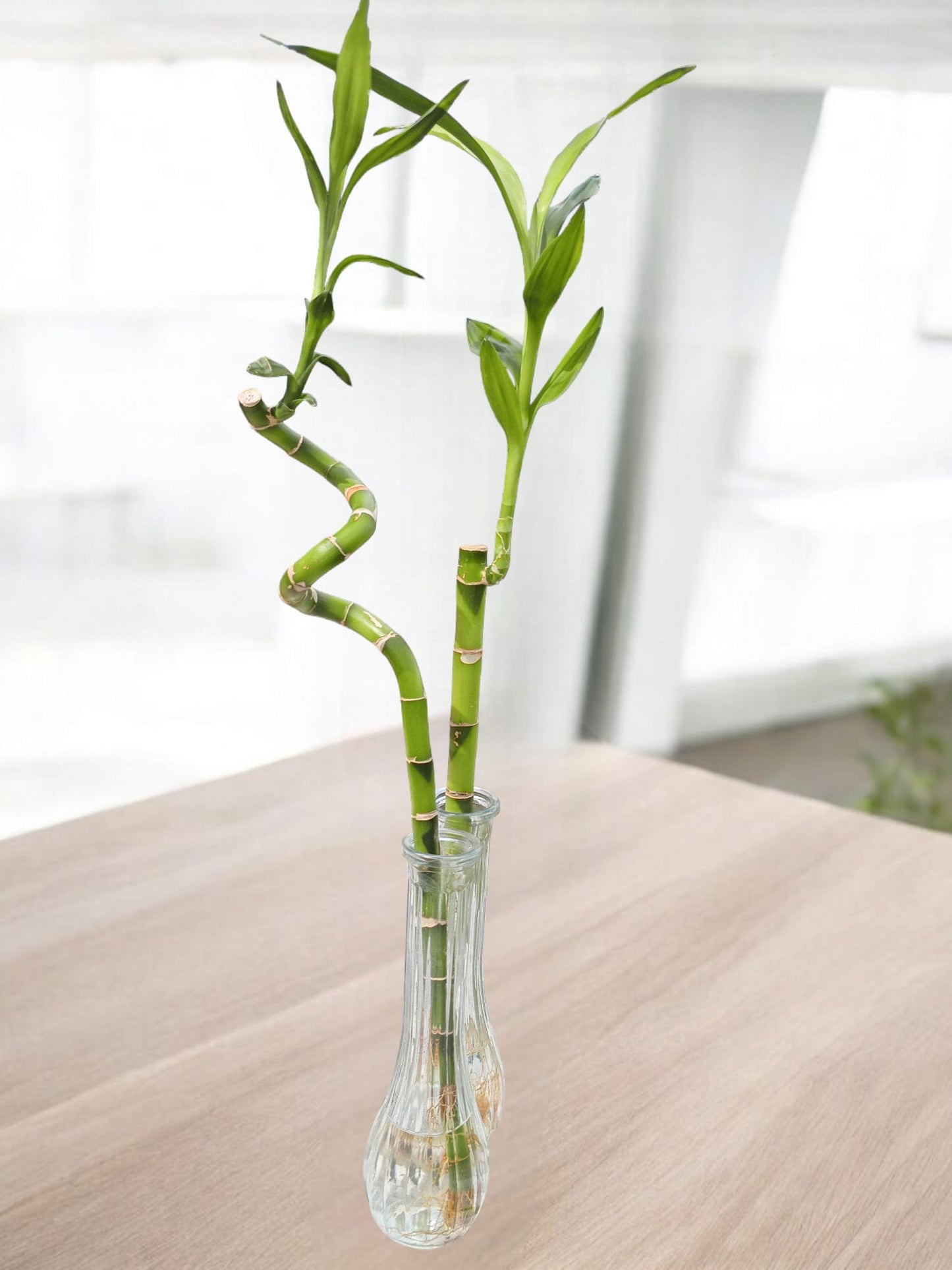 Spiral Bamboo 🎍