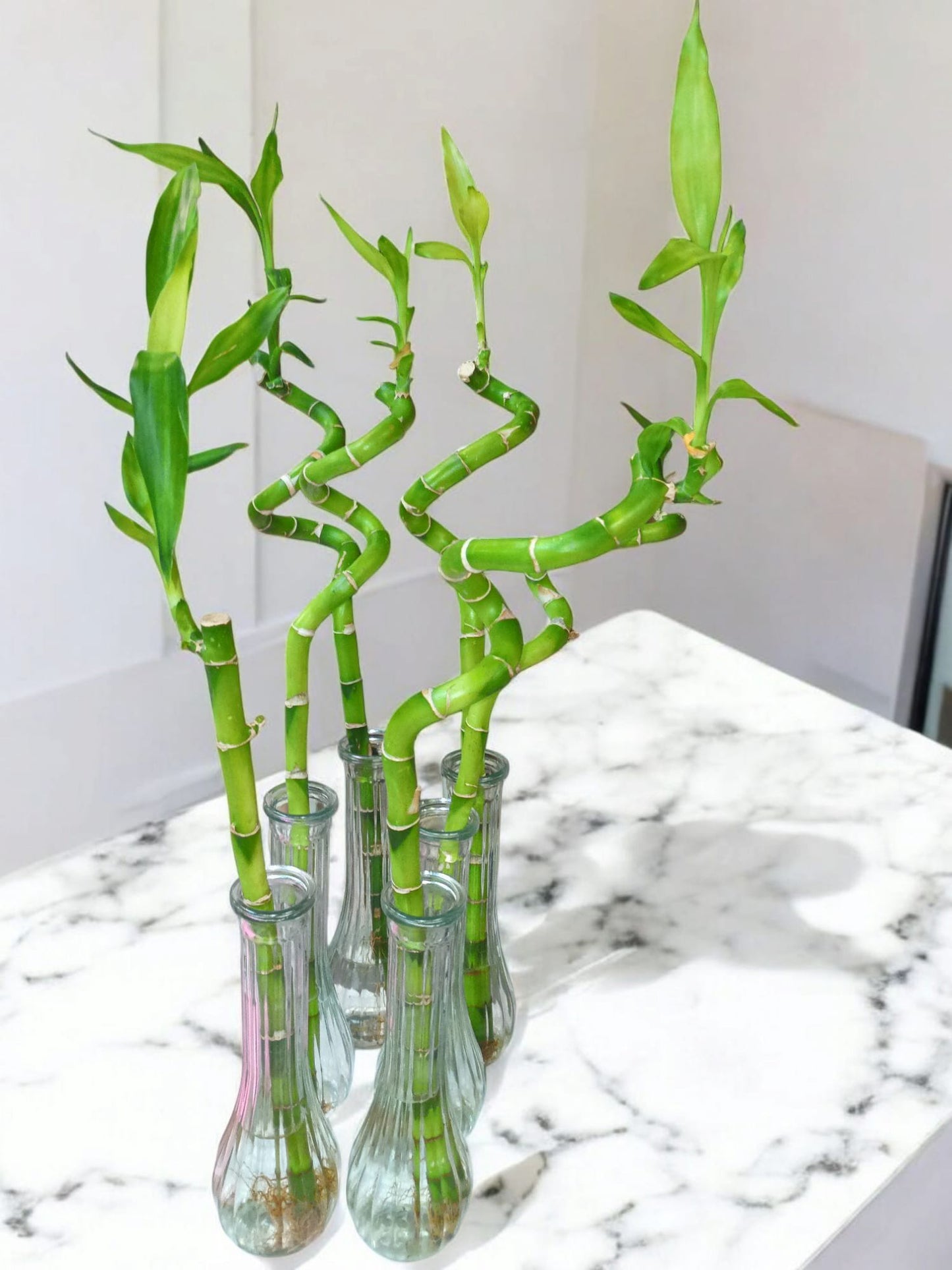 Spiral Bamboo 🎍 ~Stalk Only
